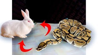 Python Attach Rabbit Python Vs Rabbit