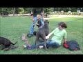 BGK'sX-FACTOR (Buddha) 10 Month Old XXL PitBull