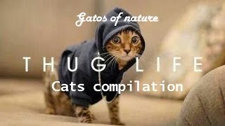 Gatos Of Nature - Thug Life Cats Compilation
