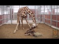 IT’S A BOY! Meet Dallas Zoo's new baby giraffe