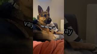 Vay Vay Diyen Köpek