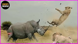 Los Ataques De Animales Más Letales Jamás Captados En Cámara Animales Salvajes