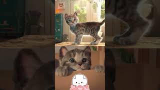 Cute Kitten Little Cat Adventure - Play Fun Pet Care Learning