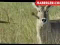 Afrika Yerlilerinin Vahşi Avı