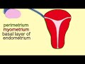 endometrium