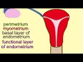 endometrium