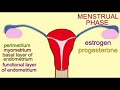 endometrium