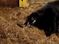 Angus Cow Giving Birth images Angus Cow Giving Birth