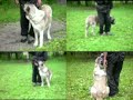 Игорь Климов. Подробности на  