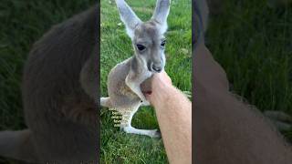 Newest Animal In The Family