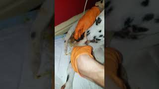 Newborn Dalmatian Puppy - Birth