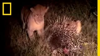 Porcupine Vs. Lion National Geographic