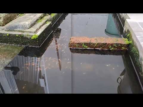 IKAN NILA BERKEMBANG BIAK