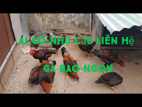 buôn bán gà thịt ngon chất lượng giá rẻ liên hệ nhân ve chai tv