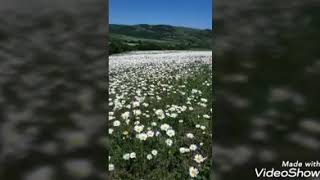 Letife Cesmeli - Daglar