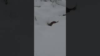 Köpeklerin Kar Keyfi