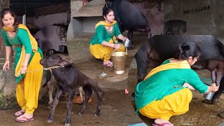 Rajasthan Buffalo Milking Milking Village Girl Girl
