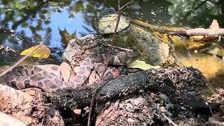 Beautiful Snake Relaxing In Rocks On Beachside