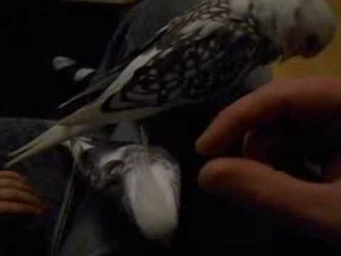 Papagei kraul stunde Nymphensittiche My Cockatail