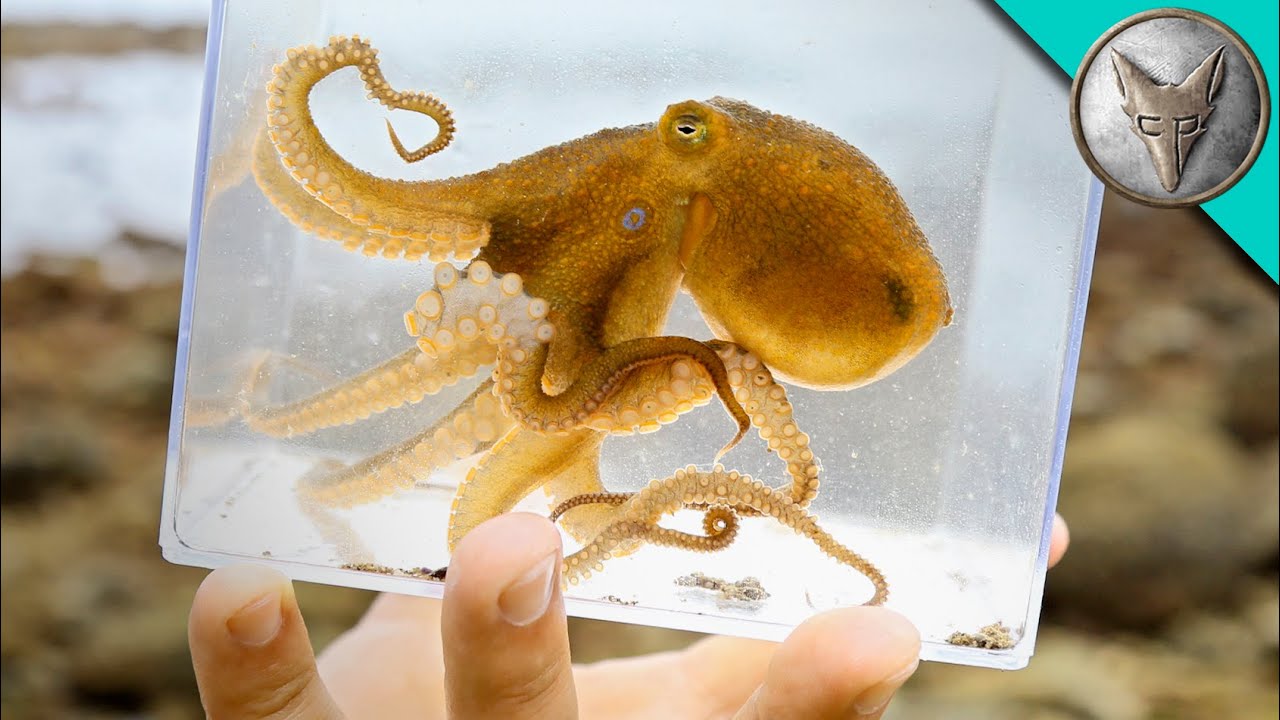 Video Of A Very Rare Octopus