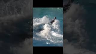Tilikum The Killer Whale That Shouldnt Have Been In A Pool
