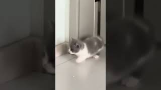 Котя