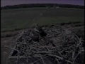 Oldest Chick Practices Flapping on 2011 Blackwater Osprey Cam