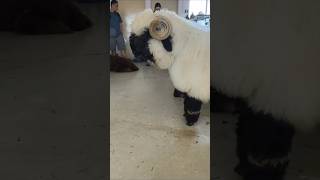 Sheep Peeing In Animal Cafe