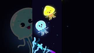 A Freely Swimming Marine Animal Sea Jelly, Jellyfish