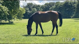 Battaash Loving Life In A Slower Lane