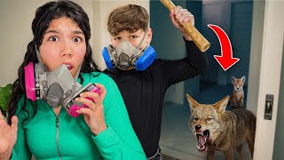 We Found A Real Coyote In Our House Insane