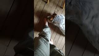 Dog Licks My Male Foot
