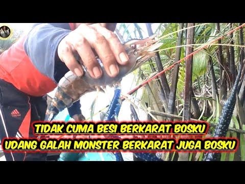 BerbedaTarikan Udang Galah Monster Berkarat Dengan Tarikan Udang Babon Biasa#27