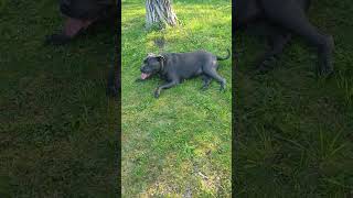 Cane Corso Stafford 2 Years Old And 50Kg