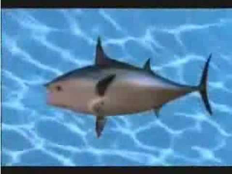 fish heads music fish heads music