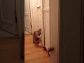 Cat opening the cabinets