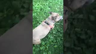 Meet Litia A Terrier American Pit Bull Currently Available For Adoption 782019 101433 Am