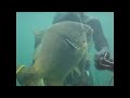 Video de Pesca sub caranha rio parana