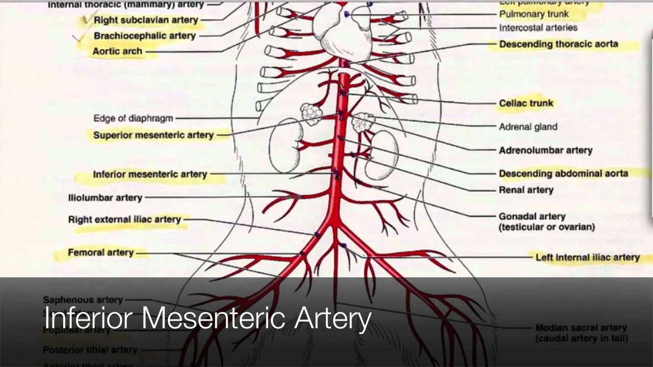 Arteries in the Lower Body Tutorial - YouTube