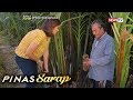 Pinas Sarap: Kara David, susubukang gumawa ng sukang Paombong!