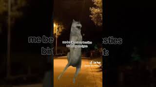 Wolf Dance Meme