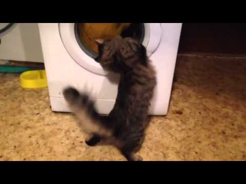 Rnkrn я люблю тебя моя кошка скачать песню