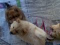 Chow chows! puppies pa lang. :P