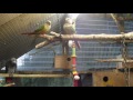aviary