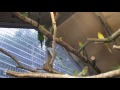 aviary