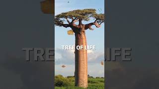 Tree That Solves Africas Biggest Problems