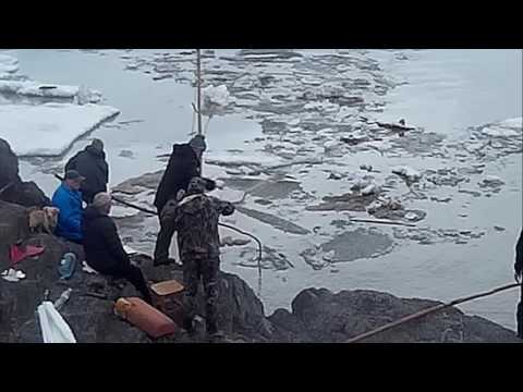 когда клюет треска на баренцевом море когда клюет треска на баренцевом море