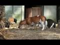 Stichting Dierenthuis 640x360 Stichting Dierenthuis 640x360