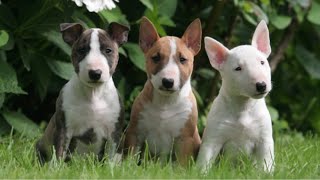 Bull Terriers Are Super Funny And Cute Try Not To Laugh