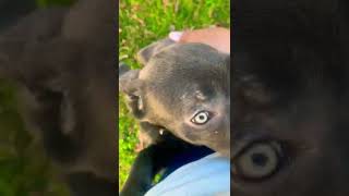 Meet Nila
